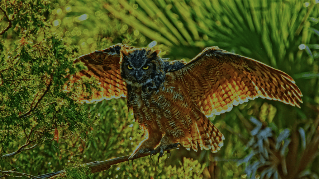 Filmmaker Ian Weir's "Tigers of the Sky" Documentary Wins Tallahassee Film Festival Flamingo Prize 3 TOTS 4