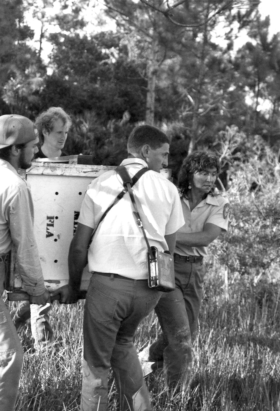 Florida Panthers: Where are They Now? 5 Roelke and her team preparing to release a panther in 1987; Photograph by Florida Game and Fish Commission