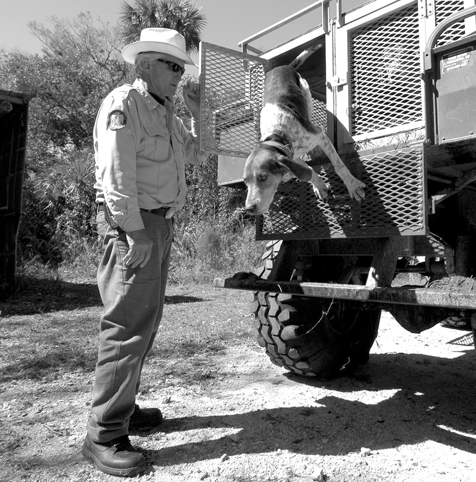 Florida Panthers: Where are They Now? 1 Roy McBride brought specially trained Walker fox-hunting hounds to South Florida and turned them loose to find panthers. Photograph by Tim donovan for FWC