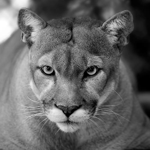 PANTHERS SUM 16 525