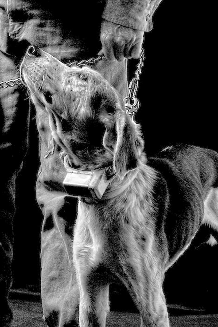 Florida Panthers: Where are They Now? 3 McBride's tracking dog; Photograph by Connie Bransilver