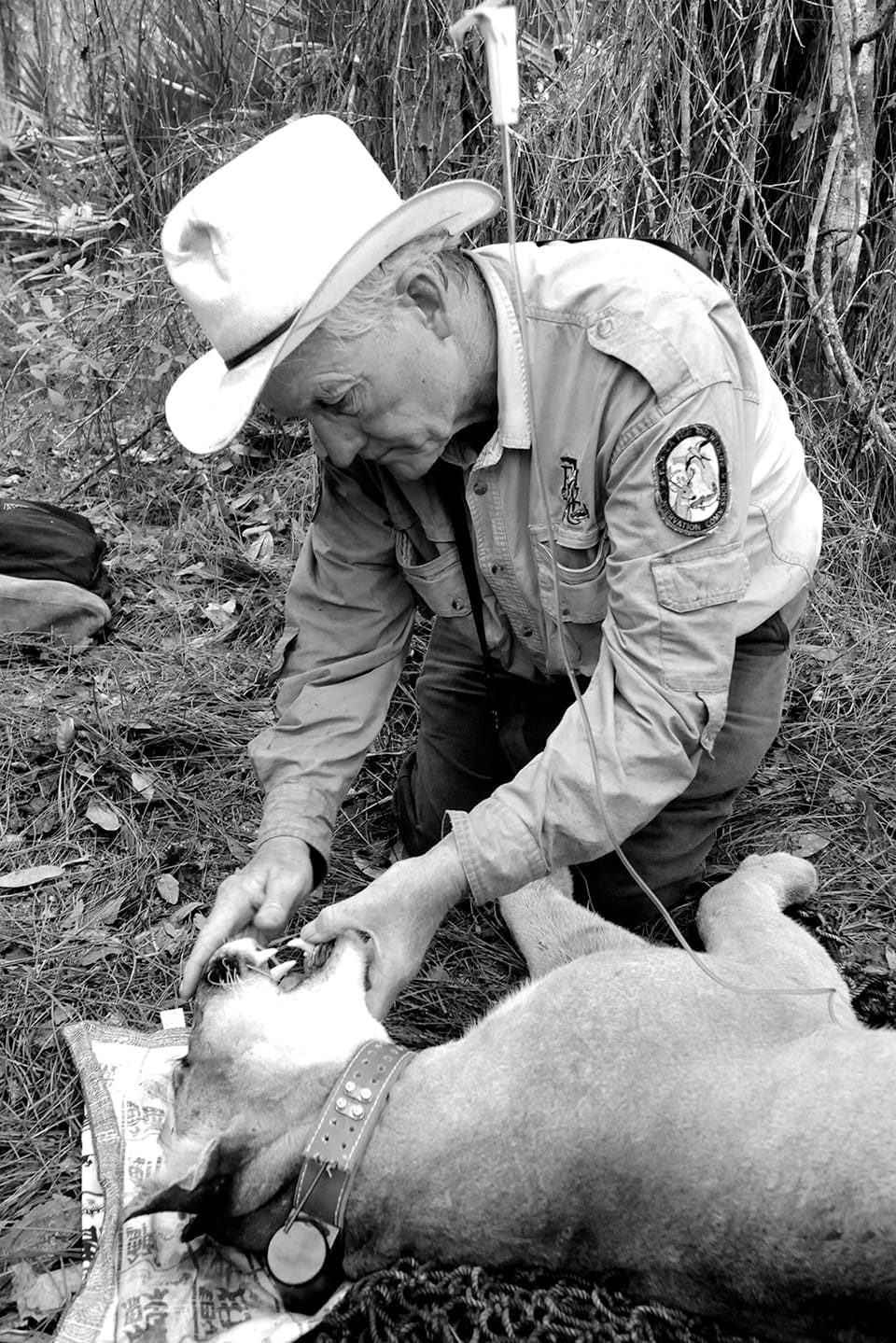 Florida Panthers: Where are They Now? 6 McBride in Big Cypress Swamp in 2009; Photograph by Tim Donovan for FWC