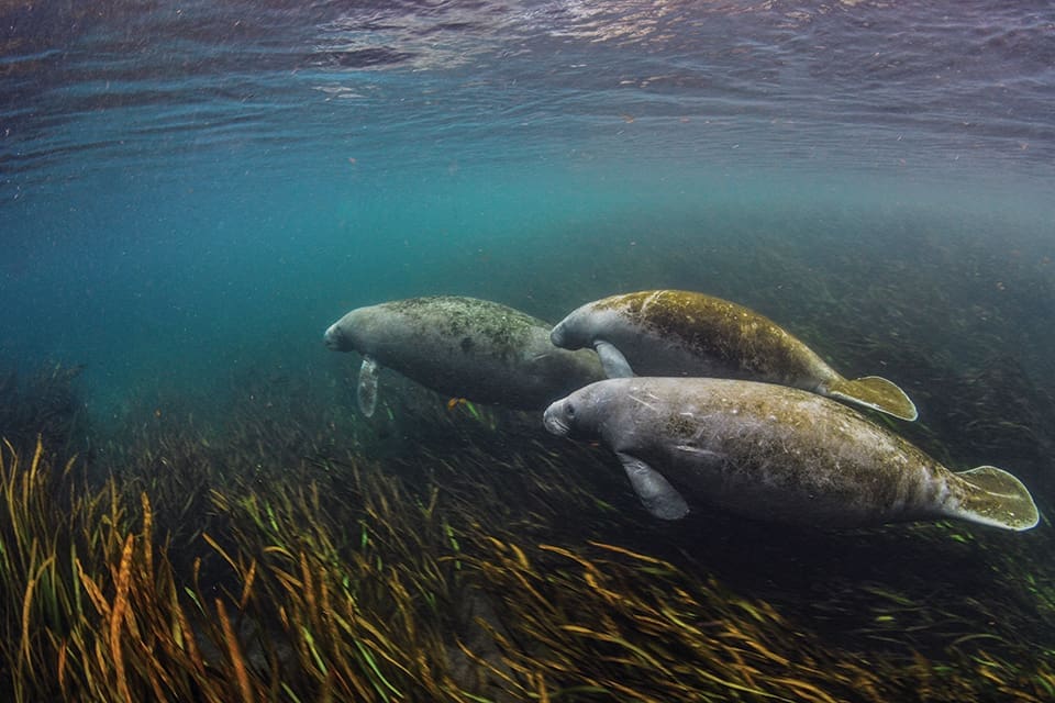 The Ripple Effect: Why We Love the Florida Springs 2 Manatees frequent springs. In this photo, a trio of manatees with algae on their backs swim over sea grass in the Ichetucknee River.