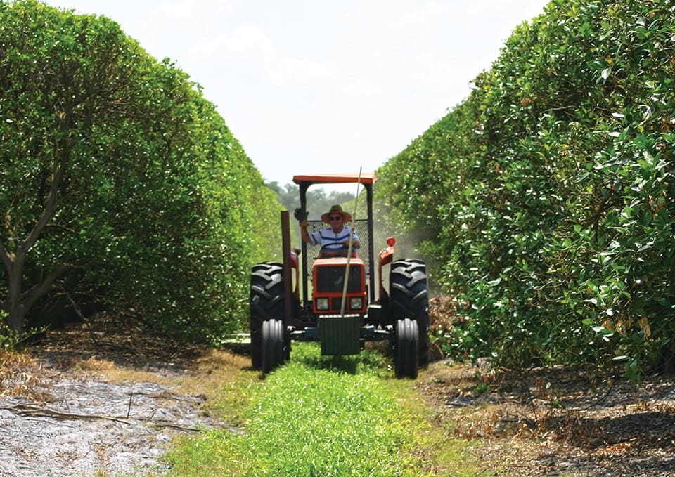 Orange Crush: a Story From the Citrus Groves 3 Citrus Bill 960