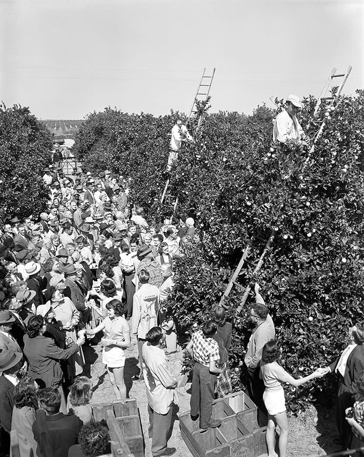 Orange Crush: a Story From the Citrus Groves 5 Fruit pickers competing in the second annual National Orange Picking Contest in Orlando, 1951. Photography by Florida Department of Commerce