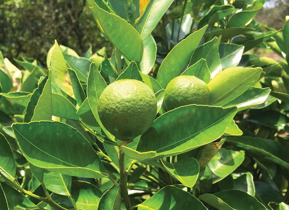 Orange Crush: a Story From the Citrus Groves 6 A piece of fruit growing on one of Harrison’s reset trees (2016). Photography by Katie Hendrick