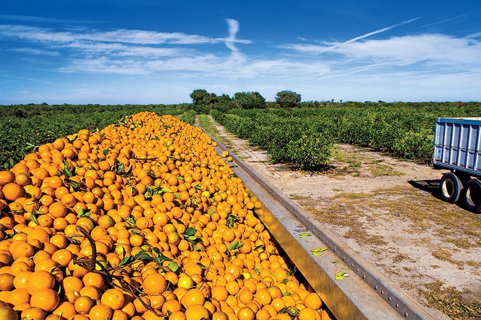 Orange Crush: a Story From the Citrus Groves 2 Photography by Florida Department of Citrus