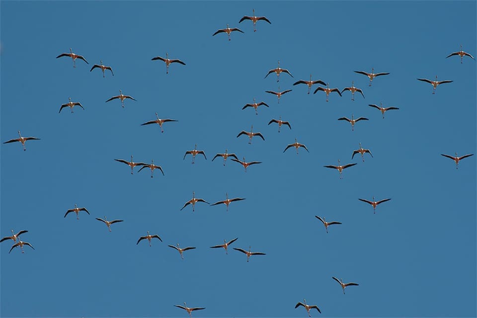 Flamingos are capable of transnational flight, yet they have only sporadically been seen in Florida’s wilds over the last two centuries. Photography by Brian Garrett