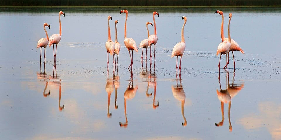 All flamingos live in tropical and subtropical areas. Their habitats include estuarine lagoons, mangrove swamps, tidal flats and sandy islands. Photography by Brian Garrett