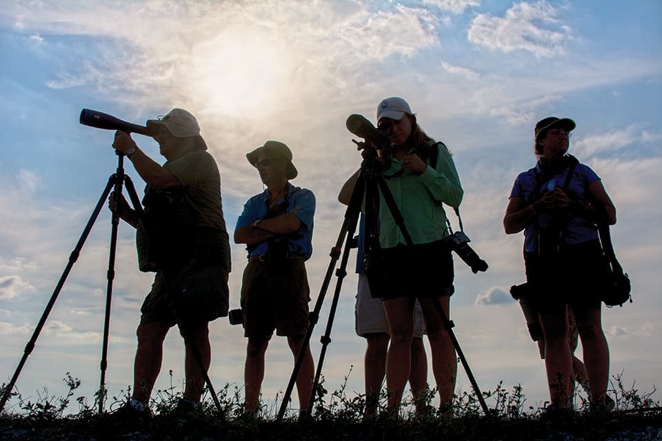 Flamingos in Palm Beach County