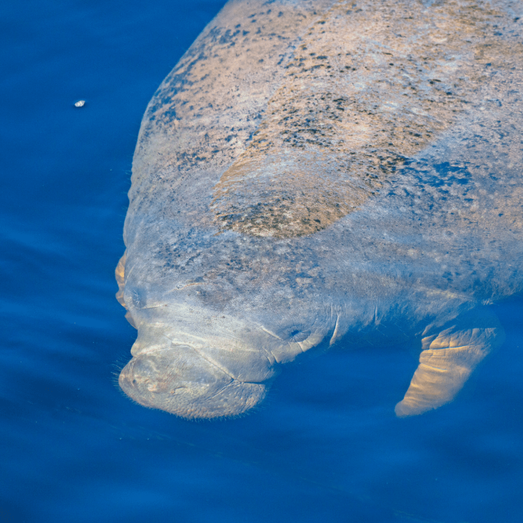 How the Fish & Wildlife Foundation of Florida Has Saved the Sunshine State 5 Untitled design 26