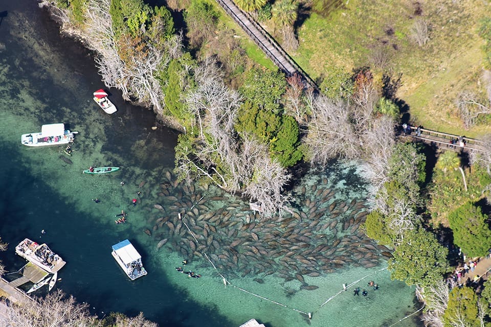 Forgotten Mermaids: Florida Manatees 3 Sea cow squads assemble in Three Sisters Springs in Crystal River; Photography courtesy of Fish and Wildlife Research Institute