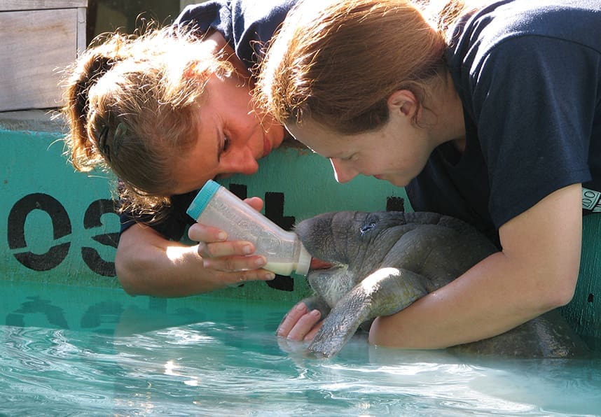 Forgotten Mermaids: Florida Manatees 5 Researchers feed an orphaned manatee at Lowry Park Zoo; Photography courtesy of Lowry Park Zoo
