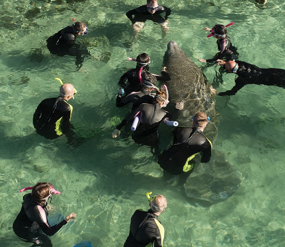Forgotten Mermaids: Florida Manatees 1 Tourists participate in a guided encounter with manatees in Three Sisters Springs in Crystal River; Photography by Carlton Ward