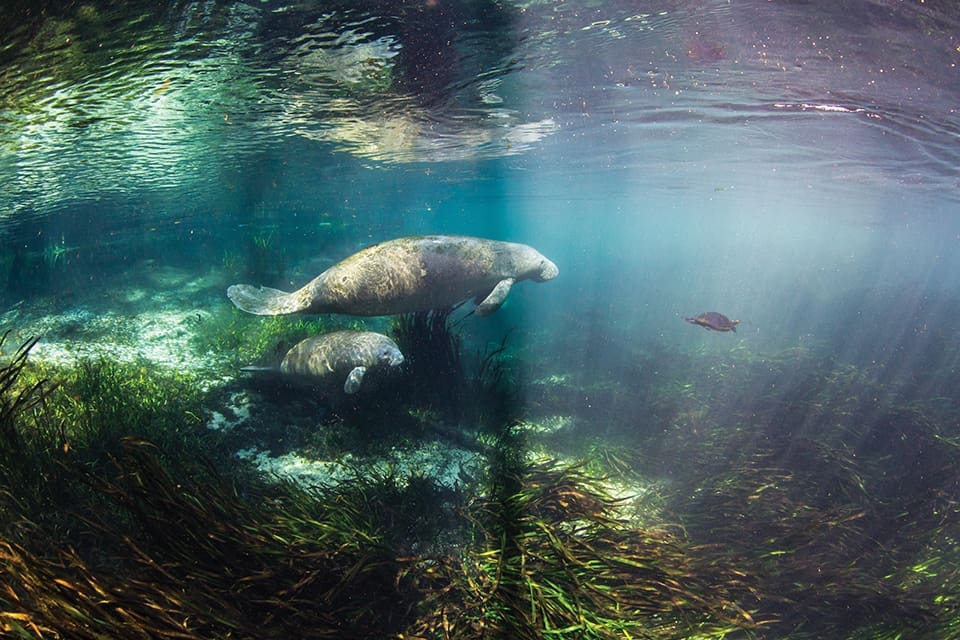Forgotten Mermaids: Florida Manatees 2 Manatees have been swimming in Florida's waterways for centuries; Photography by Jennifer Adler
