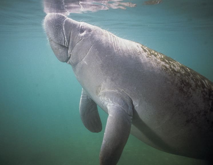 Photography by Patrick M. Rose, Save the Manatee Club