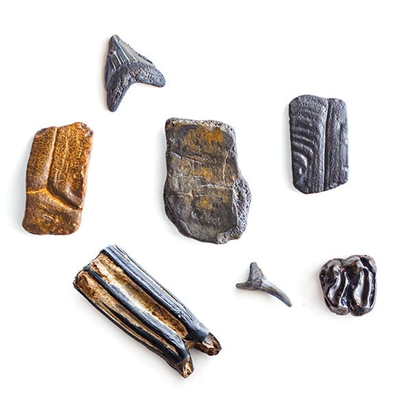 beach fossils sharks teeth