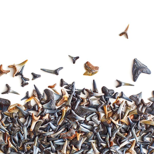 FlamingoWinter.coquina©Jessie Preza.600