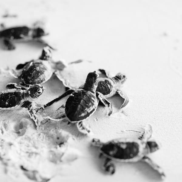 TURTLES.V5.©BlueOrange Studio AdobeStock 41398405.600