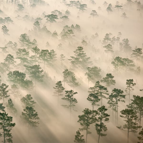 FLORIDA WILD2011 07744©Carlton Ward Jr.600