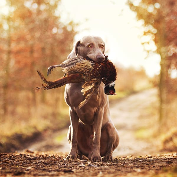 PINE CREEK.V7©Carmelka.600