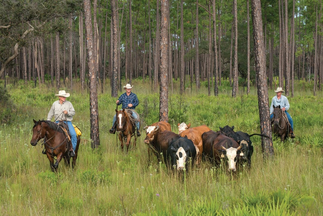 ICONS.V9.Cattle.pc .Carlton Ward Jr.2012 44806