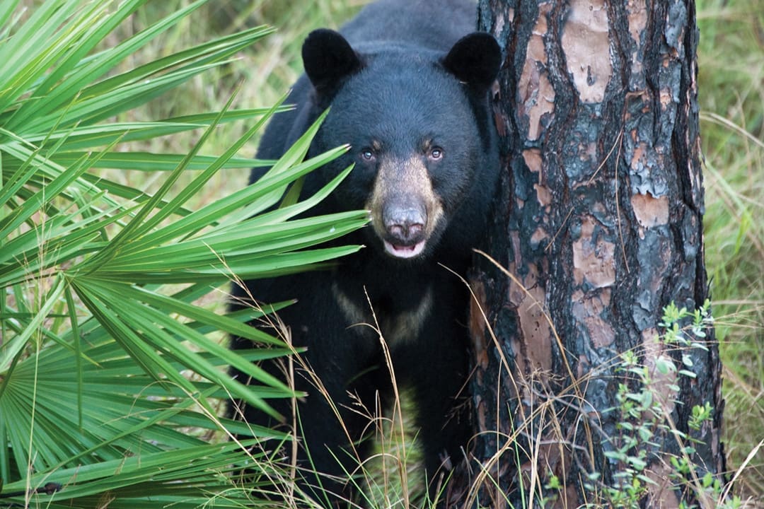 FLORIDA WILD.V9.Carlton Ward Jr