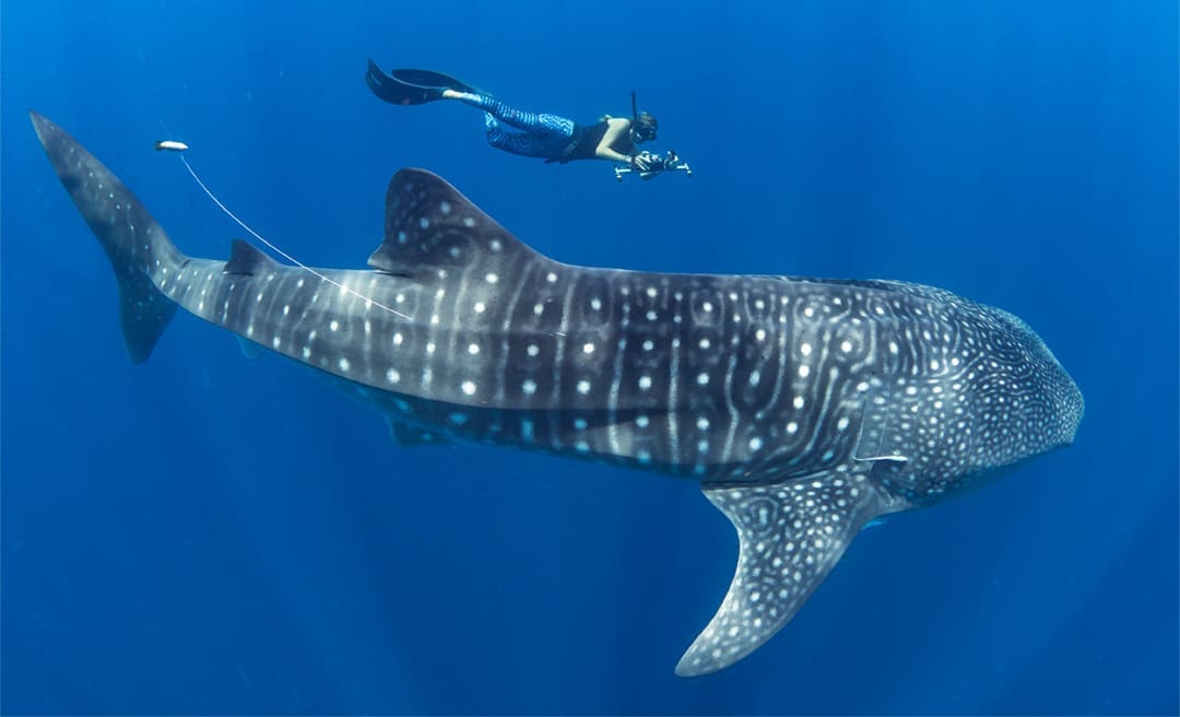 Simon Pierce MMF whale shark copy