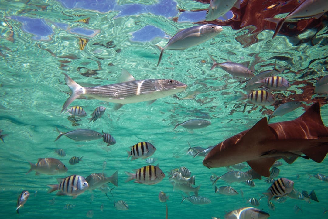 An underwater photo of a school of various fish species found in the Bahamas.