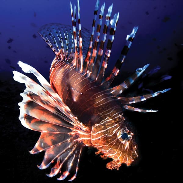 Things To Do In Florida: The Tide Summer 2018 14 TIDE.V.10.LionfishAdobeStock 33364127.600