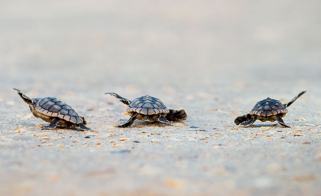 Be Golden in Vero Beach 2 iStock 831142632