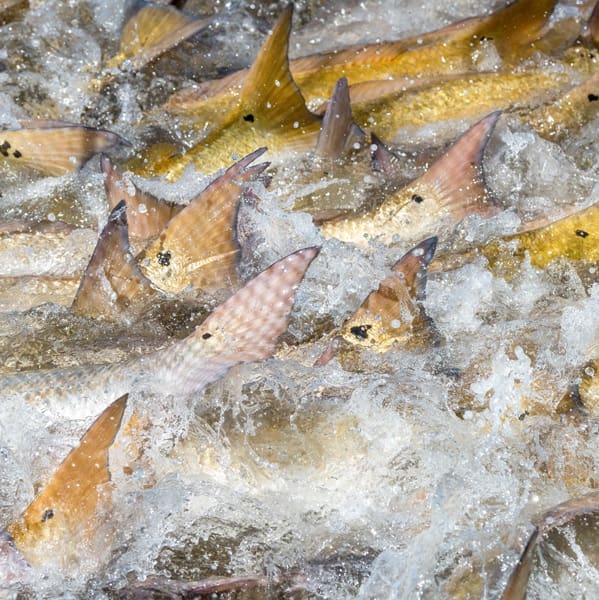 FLORIDA WILD.11V.0466 CWard.600