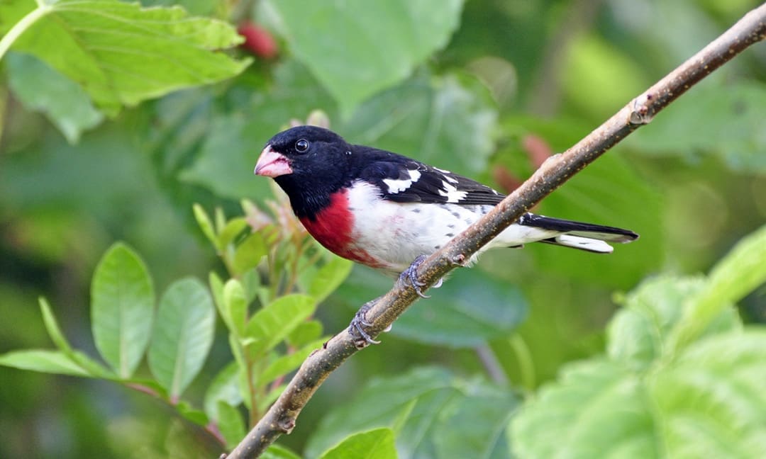 Things To Do in Florida: The Tide Fall 2018 8 rose breasted grosbeak.pc .nan ohara