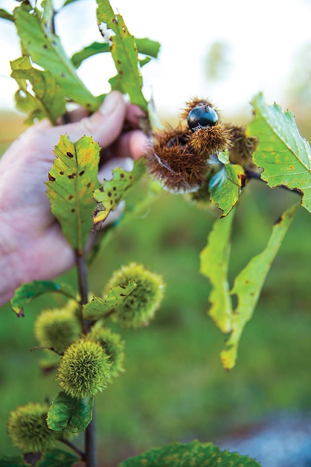 For The Love Of Dogs (and Quail Hunting) 10 The farm’s namesake chinquapin shrub grows wild throughout the property