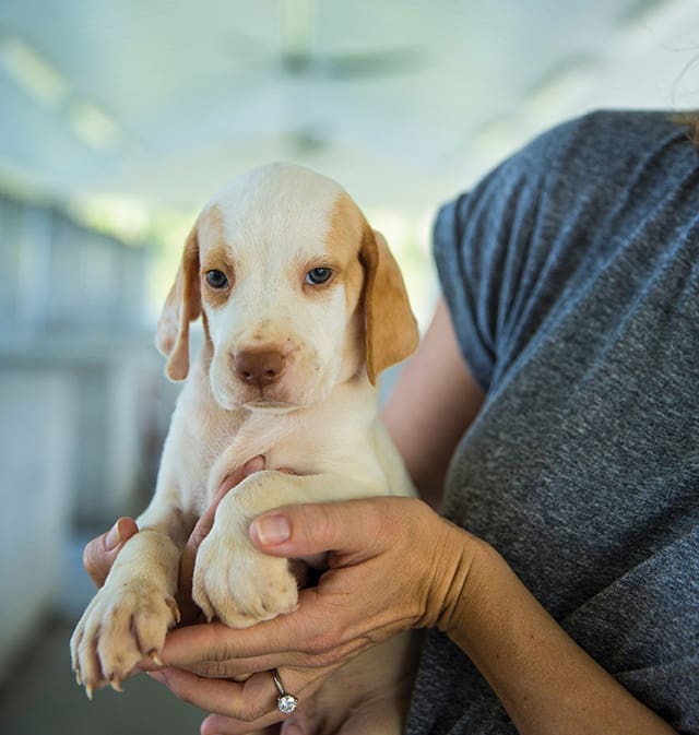 For The Love Of Dogs (and Quail Hunting) 8 A 5-week-old English pointer