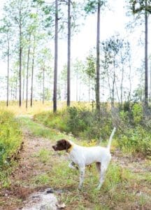 For The Love Of Dogs (and Quail Hunting) 3 English pointer Chinquapin Sue steady and on point earlier this year