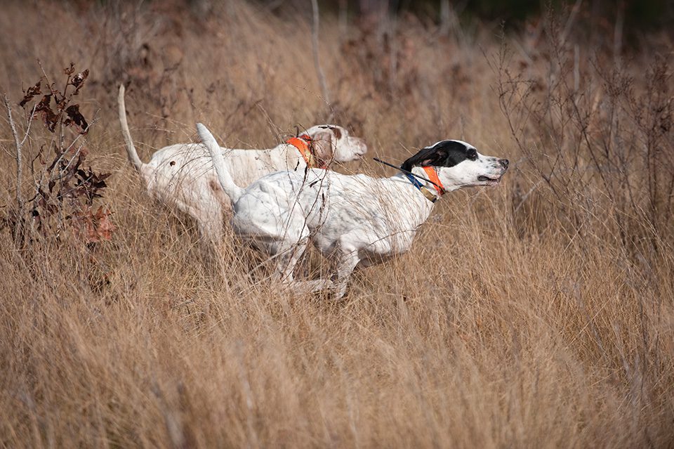For The Love Of Dogs (and Quail Hunting) 1 During a trial, dogs are on the move throughout an hour-long heat