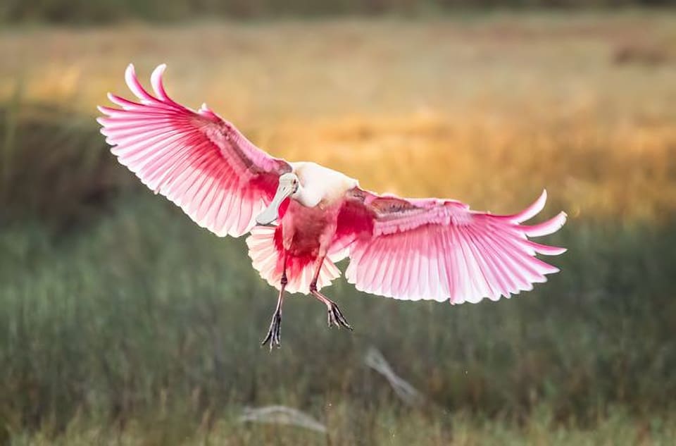 Things To Do In Florida: The Tide Winter 2018 6 I8A1439 spoonbill flight