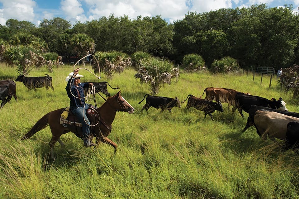 Andre Jumper lassos a cow from his horse. The grass is long and there are about eight cows moving in opposite directions.