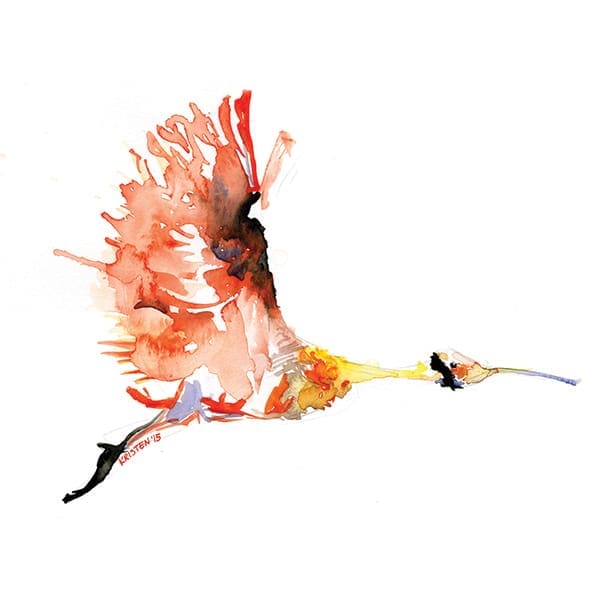 STUDIO.V12.Roseatte Spoonbill scan.600