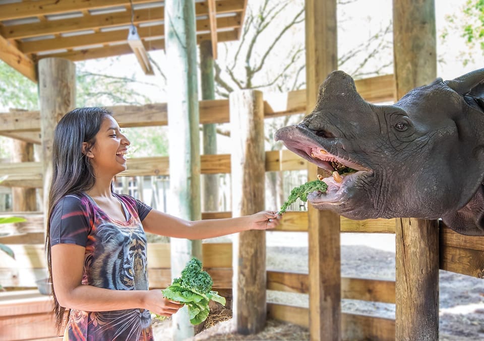 TAMPA.V12.RhinoFeeding