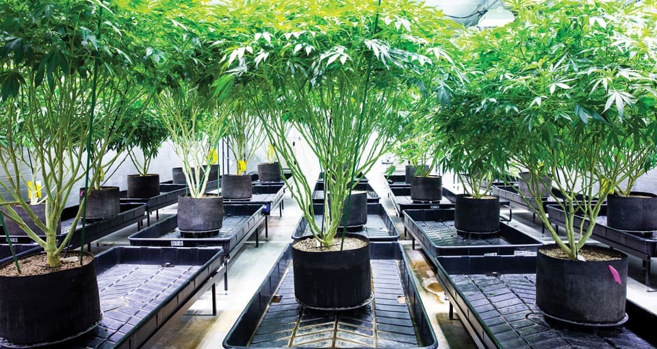 Medical Marijuana: Weed the People 1 MARIJUANA.V13 J2C0119 1