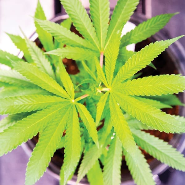 MARIJUANA.V13 J2C0247 2.600