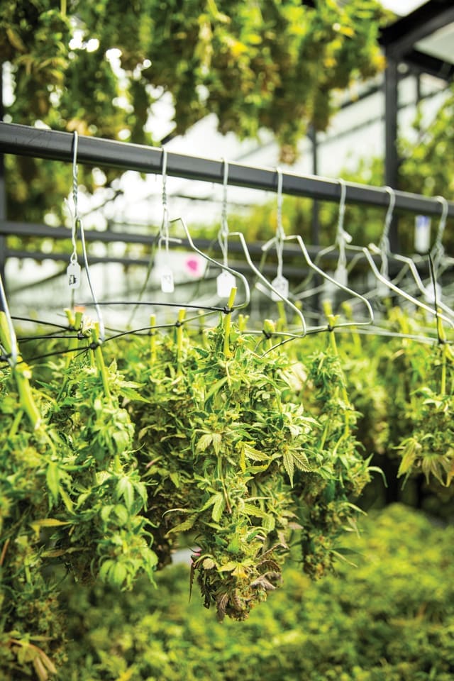 Medical Marijuana: Weed the People 4 MARIJUANA.V13 J2C0300