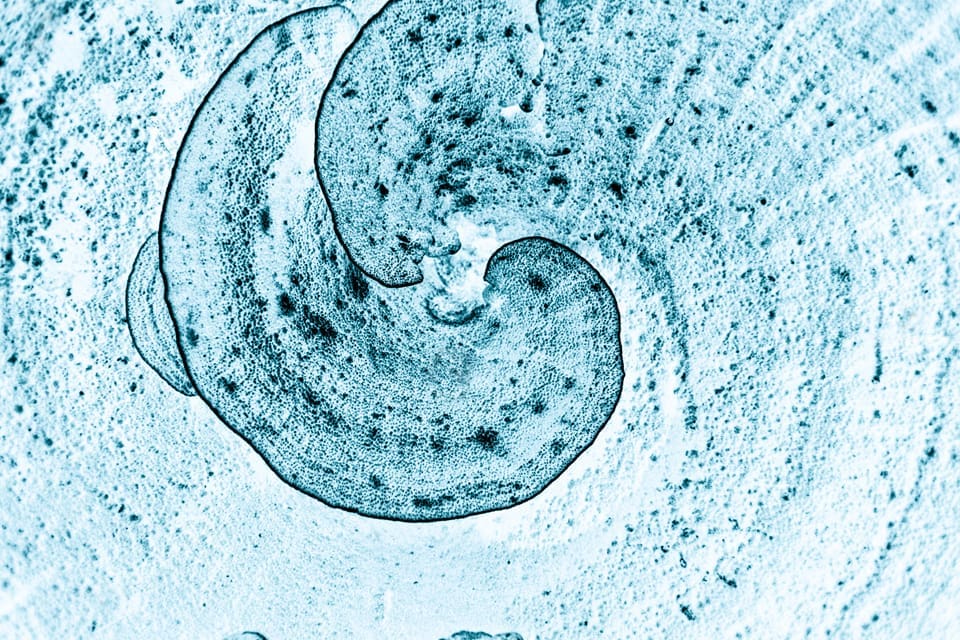 STUDIO.V13.SPIRAL CORAL