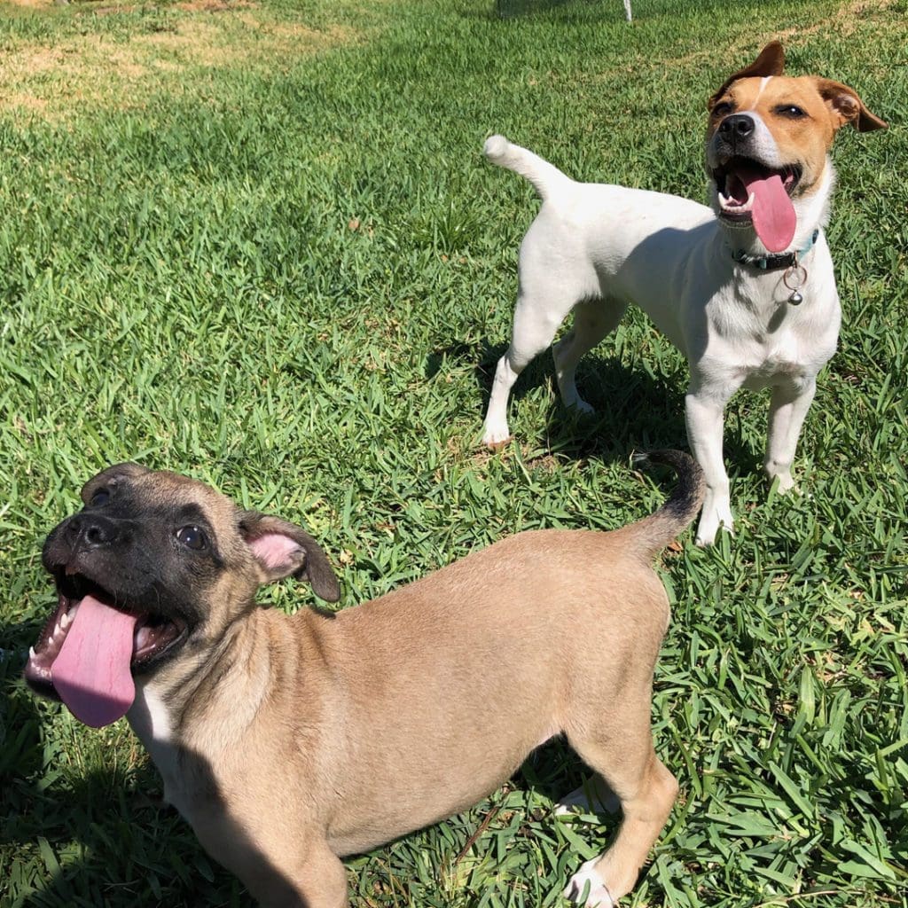 Daisy and Layla playing