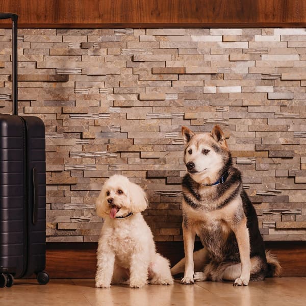 DOGS.V14 1018149 Edit.600