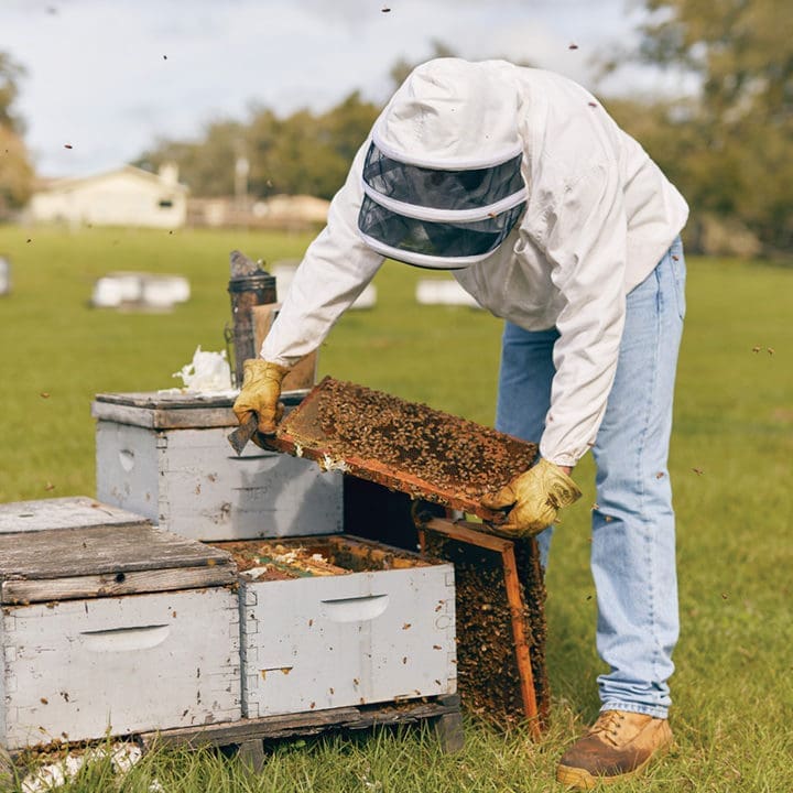 BEES.V17 TIFF FlamingoMag Bees MBKoeth 1N3A0595 1 e1582908353625