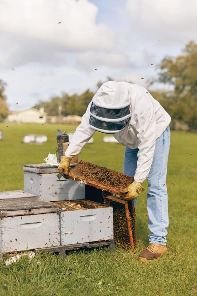 Why Florida Is on the Front Lines to Save Honeybees 6 BEES.V17 TIFF FlamingoMag Bees MBKoeth 1N3A0595