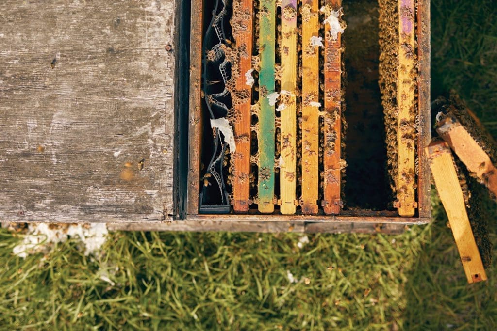 Why Florida Is on the Front Lines to Save Honeybees 10 BEES.V17 TIFF FlamingoMag Bees MBKoeth 1N3A0606